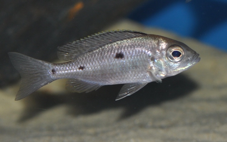 Copadichromis azureus 'Mbenji Island'